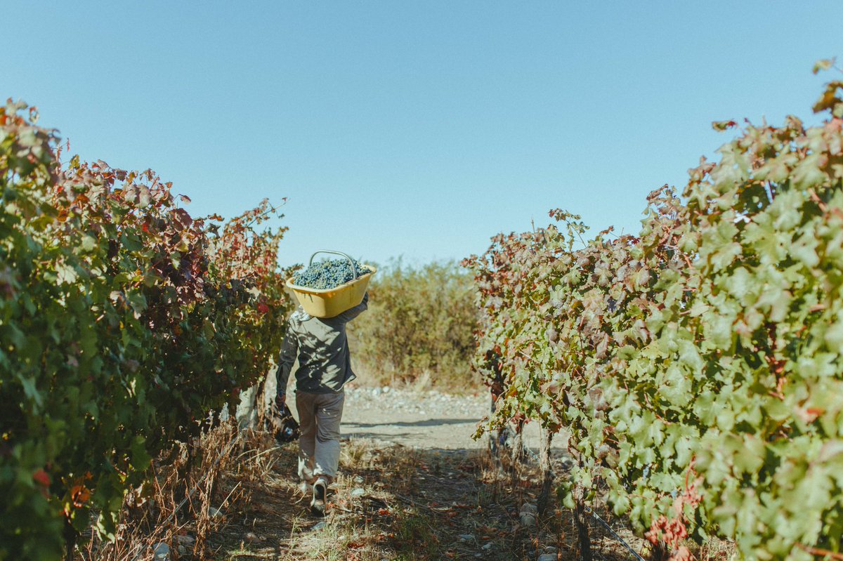 Riglos Wines tweet media