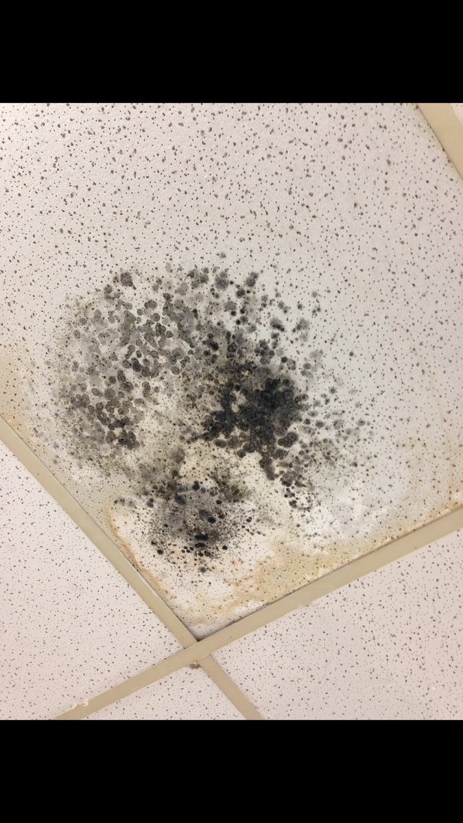 Lex On Twitter Black Mold On The Ceilings In Our Classrooms