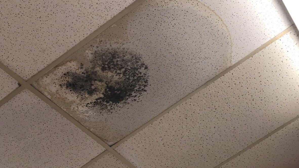 Lex On Twitter Black Mold On The Ceilings In Our