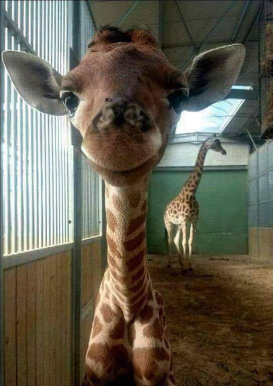 He's so cute!#AprilTheGiraffe#BabyBoyFIrstFlix