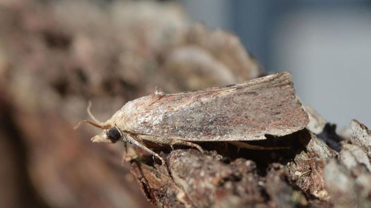 Plastic-eating greater wax moth may help solve pollution crisis #NatureToTheRescue  news.sky.com/story/plastic-…