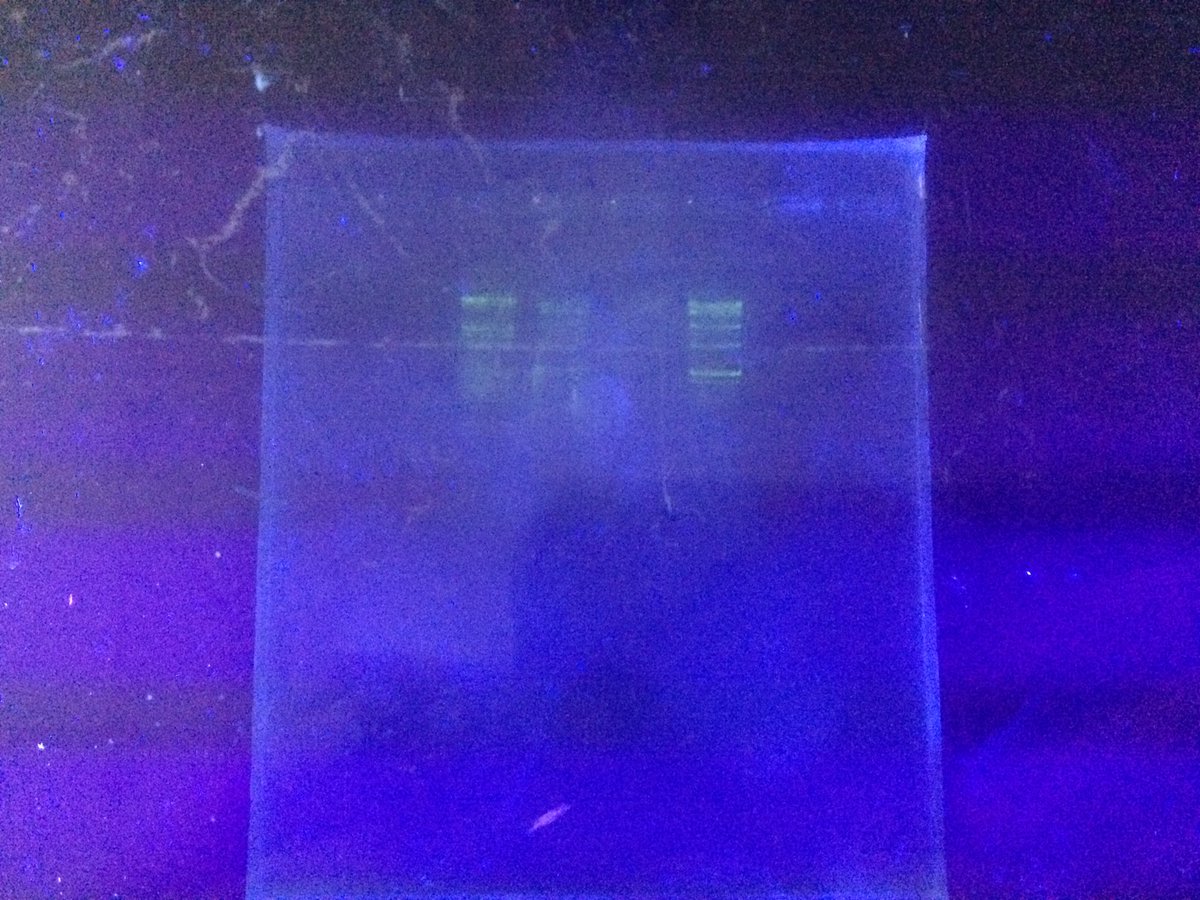 hshannonXHS's tweet photo. Gel Electrophoresis @msrichroathxhs @ohheyitskeil @DNALC #suspect2 #LivEnv71 https://t.co/0yCo1q6V3t