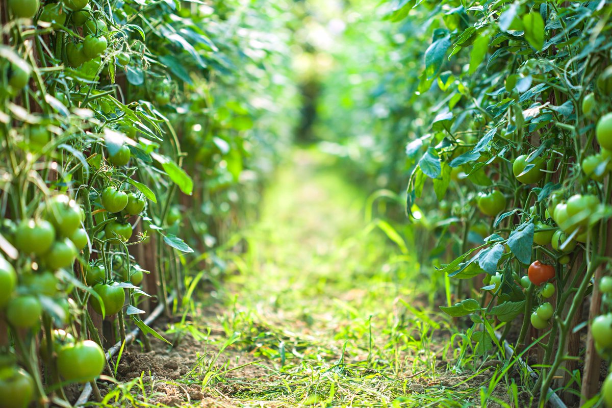 CentechMTL's tweet image. #InTheNews @SollumTechno recreates the sun #agribusiness #technologybreakthrough #CentechProud substance-en.etsmtl.ca/sollum-recreat…