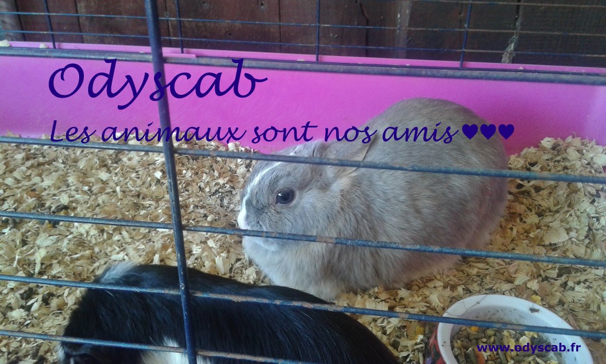 Lorsque votre animal tombe malade appelez #Odyscab #VTC pour vous conduire chez un #vétérinaire. 
odyscab.fr/vtc-animaux/
#centrehospitalier
