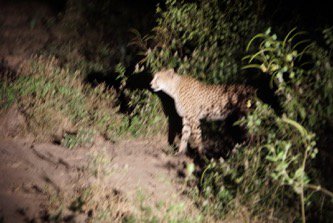 exploreinc's tweet photo. Big news! A cheetah was spotted this weekend just outside Sausage Tree Camp! The first cheetah in the #LowerZambezi since the late 1990s! https://t.co/vInlzBzyv3