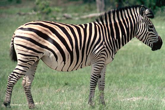 BabiiApps's tweet image. Do you know how a #zebra sounds like? How about your #kids?
Find out with Babii!
#flashcardgame #kidsapps #animals 
babiiapps.com