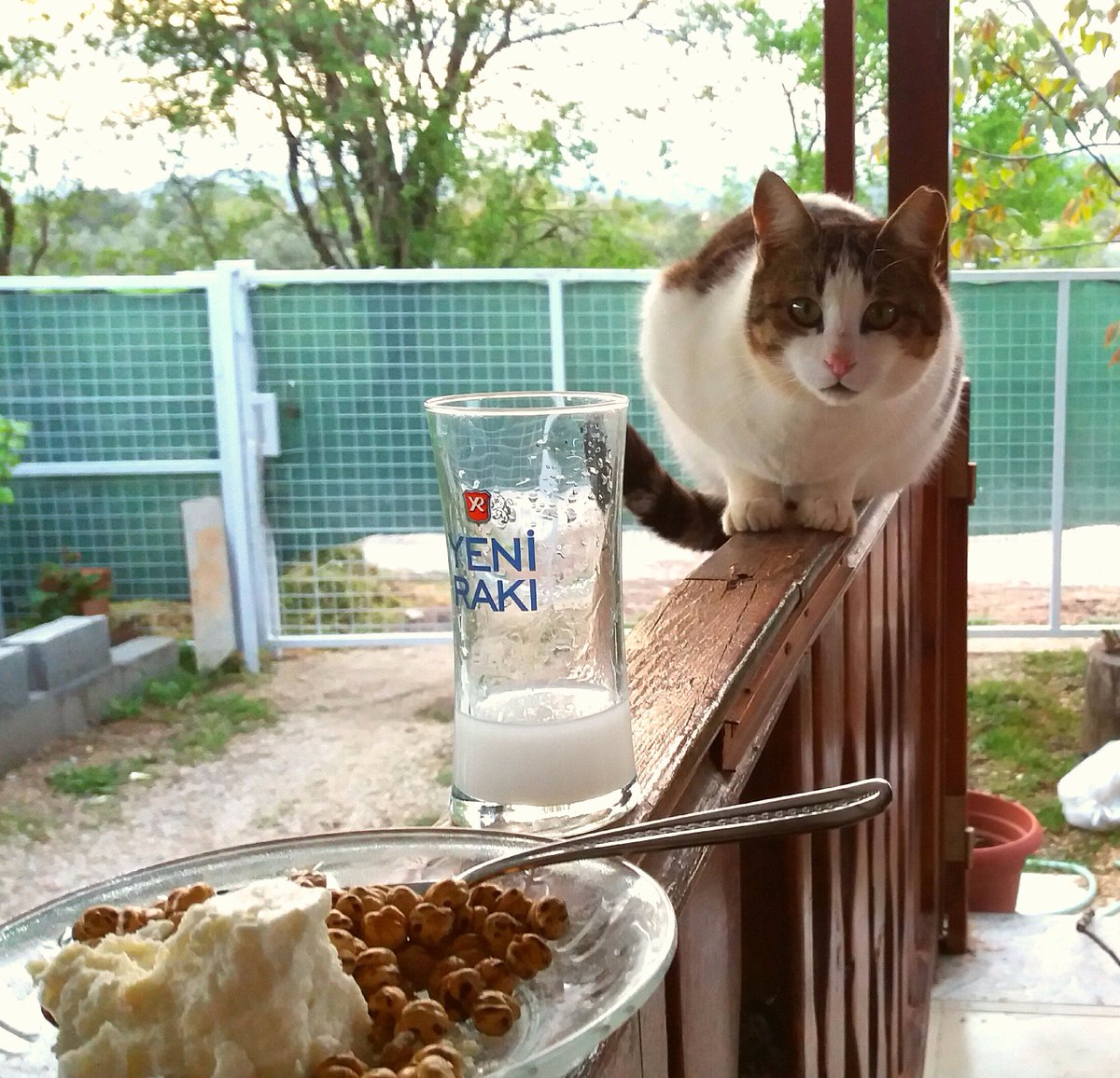 Paşa merakla bakıyor. Bu nedir, hangisi benim işime yarar diye...