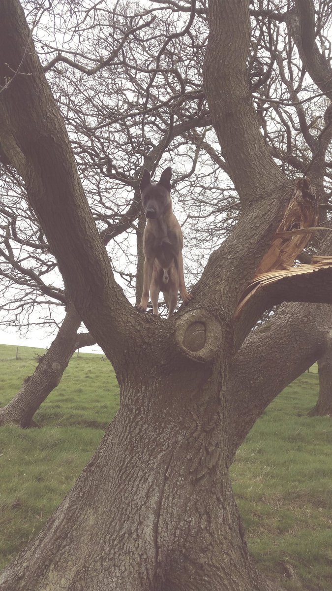 K9servicesplus's tweet image. Frank the Malinois in a tree today.
#crazymali #belgianmalinois #protectiondog #crazyeyes
