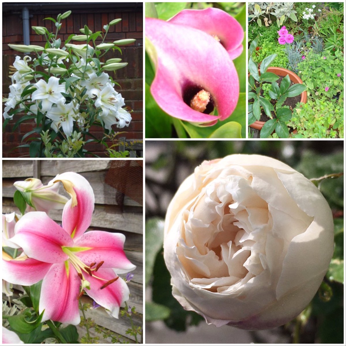 These are all grown in my small urban garden. I can help you maximise a small space &amp; create a scented haven for you &amp; your family to enjoy