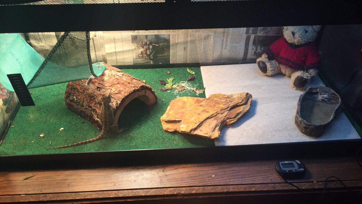 My new baby Paarthurnax 😍🦎💕