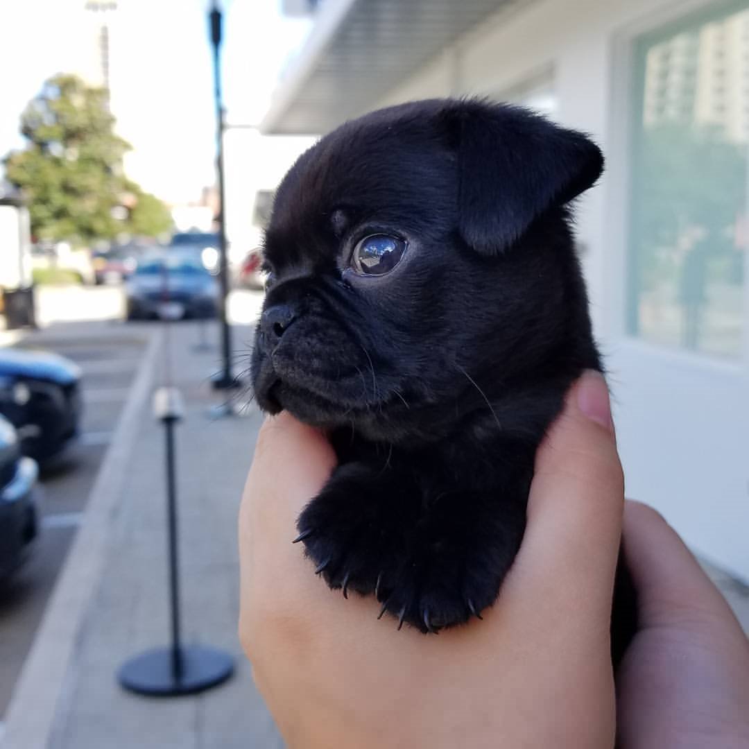 PugDailyClub's tweet image. Rate it 1-10! 💘

#pugdaily #pugs #pug #cute #puglover