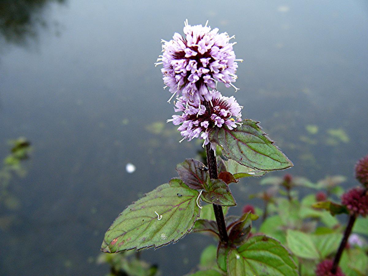 Мята водная - Mentha Aquatica