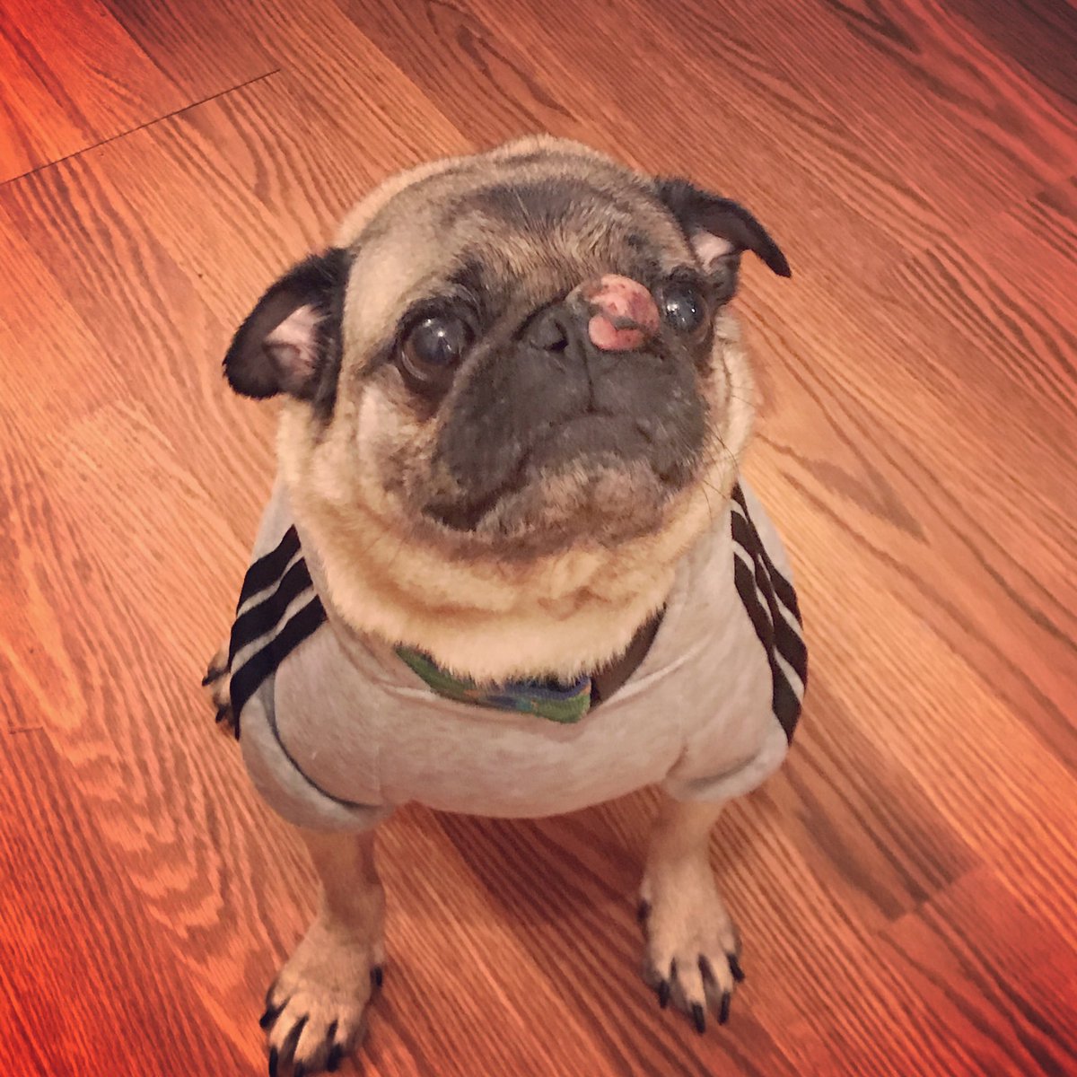 And yes, everyone got one, including Milo 💗 #hospicefoster #ThePittsburghGrumble