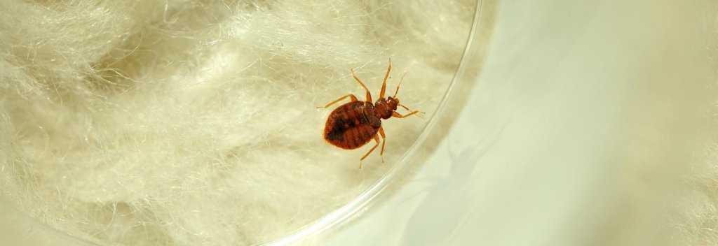 ConsumerReports's tweet image. How to Get Rid of Bed Bugs at Home: consumerreports.org/pest-control/h… #BedBugAwarenessWeek