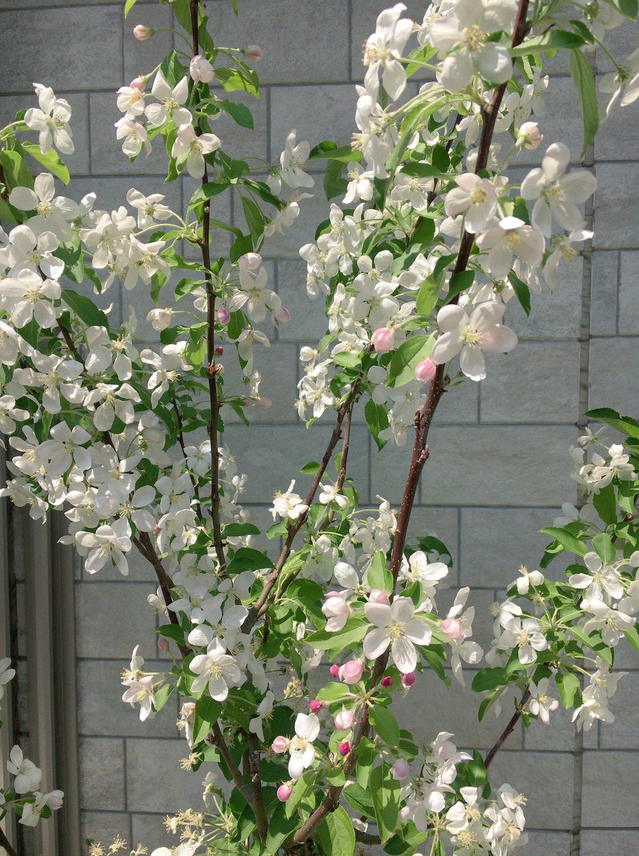 姫林檎の花