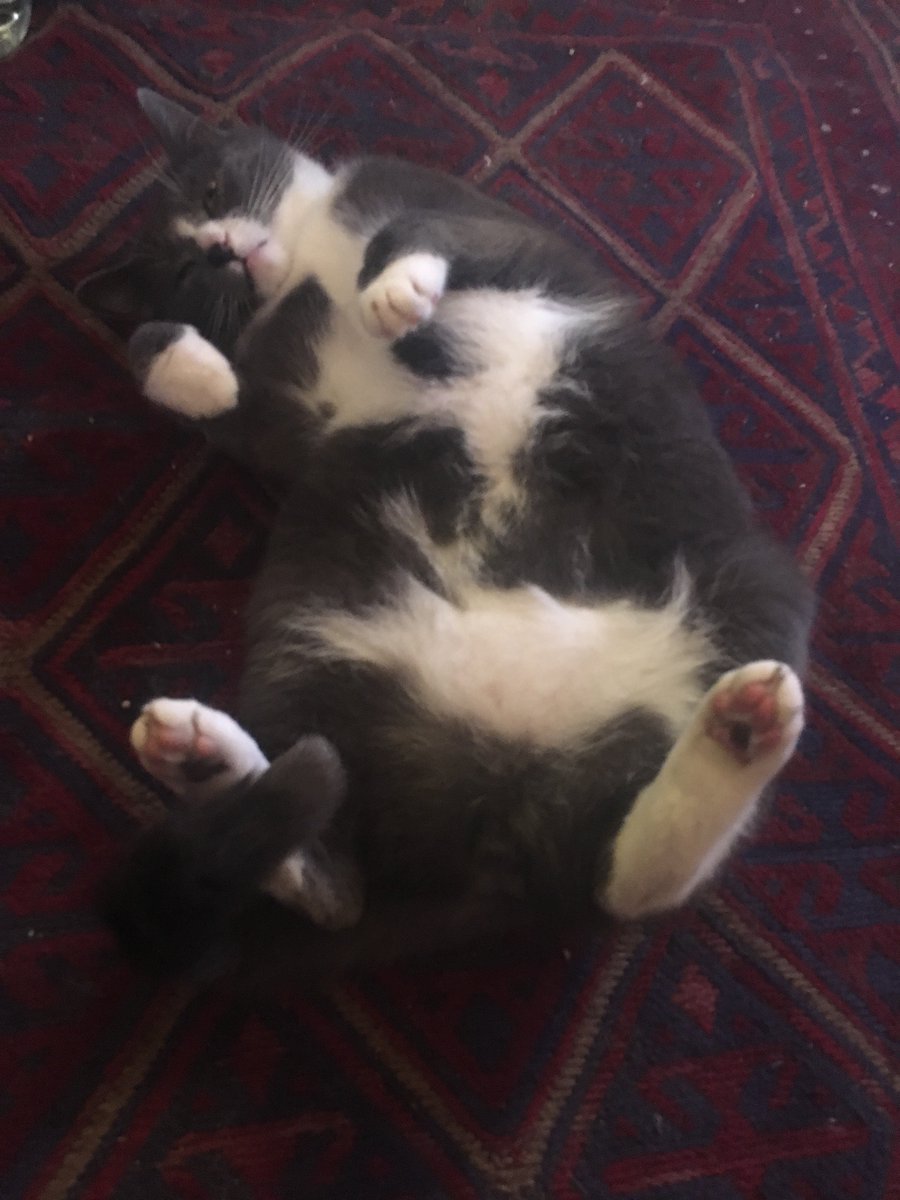 Ash: WOOGLES