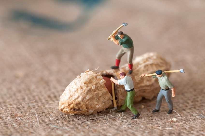 It's interesting to watch lumbermen in action...opening Egyptian groundnut inshells