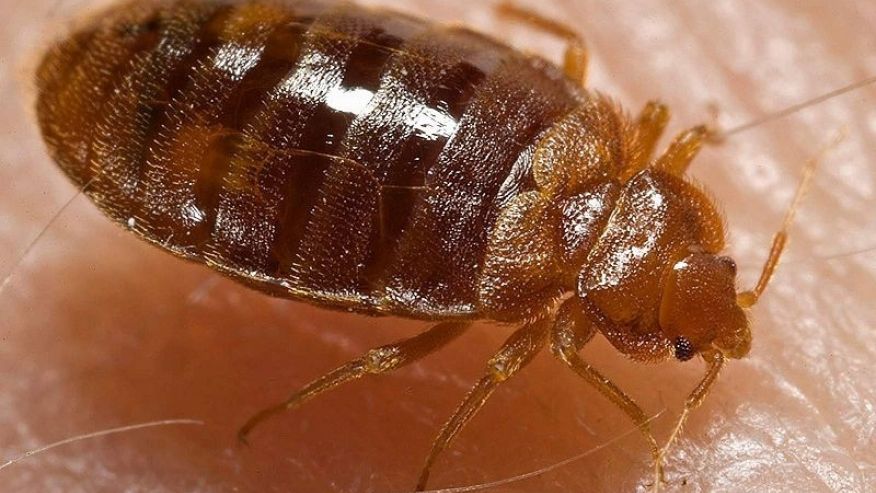 ClearVueTraps's tweet image. When it comes to #BedBugs and traveling, even the best laid plans won't guarantee you any rest ow.ly/89UL30b8bGM #ClearVueTechnologies