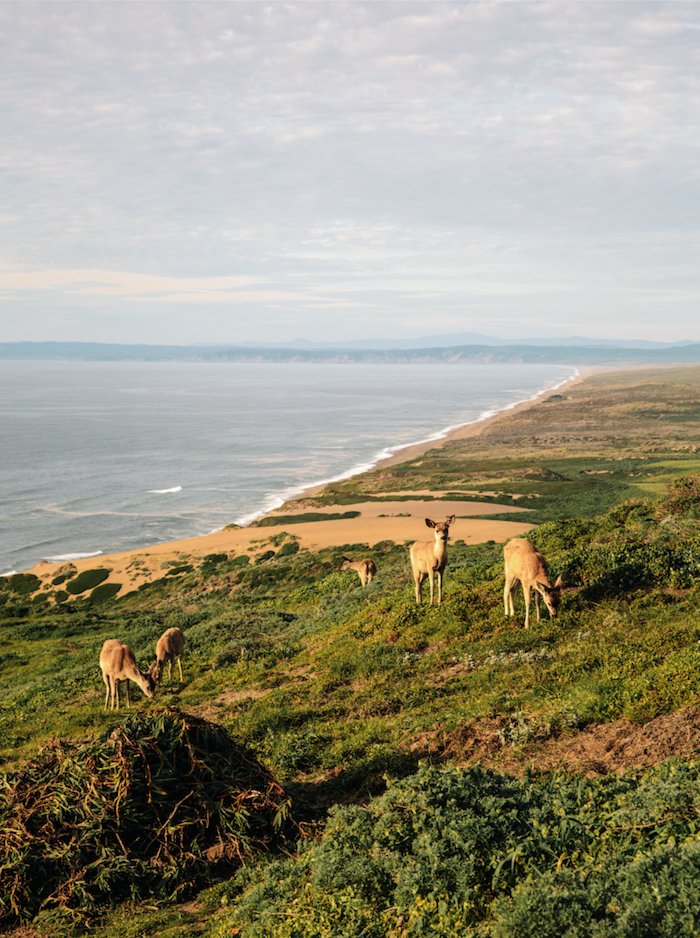 Inside Point Reyes's war over butter, cheese, and…elk: modernluxury.com/san-francisco/… by @LauraFraserSF