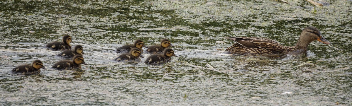 Nice to see ducklings on the Grand Western Canal again today. Here are 8 ducklings with their mother at Burlescombe, near Tiverton, Devon.