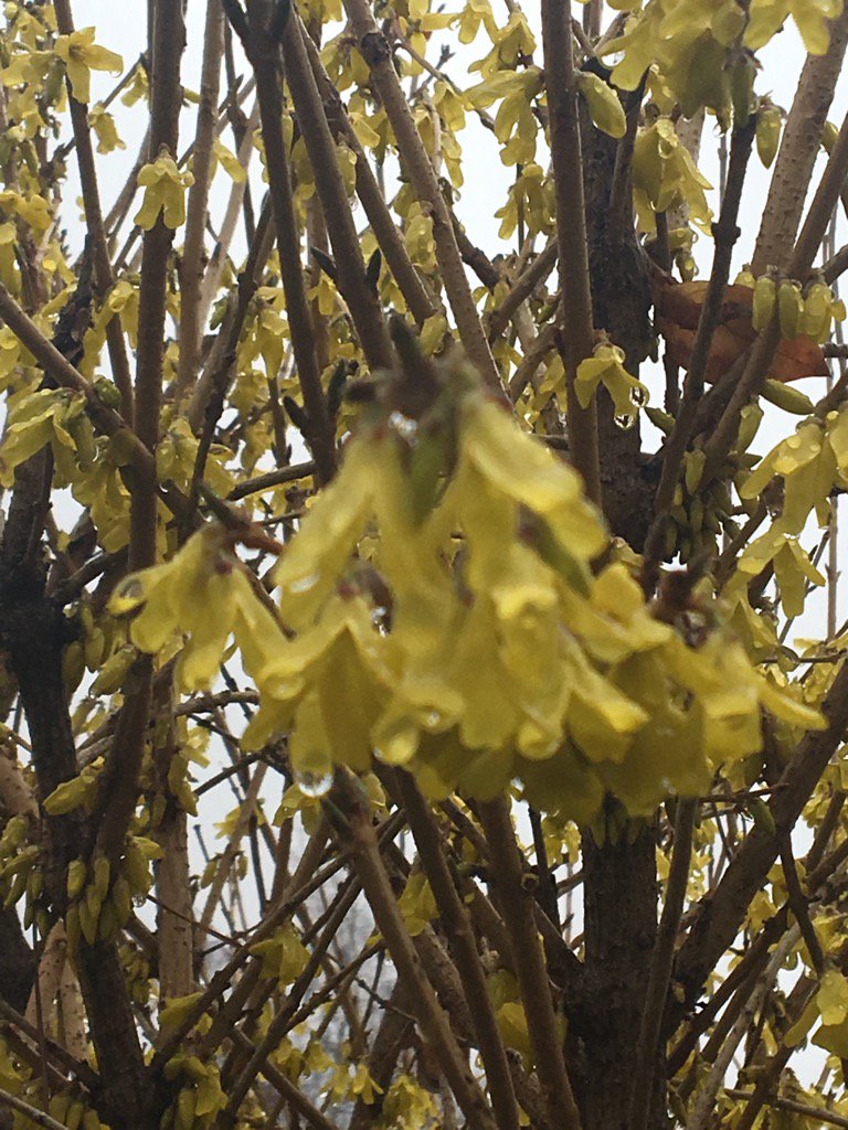 wsquareddesign's tweet image. Even as it snows, Calgary is starting to show signs of Spring! Forsythia  ovata &apos;Northern Gold&apos; #yycplants