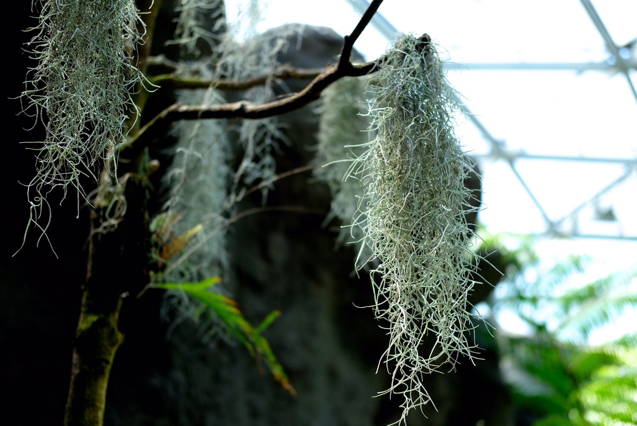 高橋masa街撮りカメラ V Twitter ウィローモス 和名はスペインゴケ サルオガセモドキとも アメリカのフロリダとか暖かい地方原産の根のない植物 他の植物の枝とか電線とかに絡んで生活してます コケみたいだけど小さいけど花も咲くし なんとパイナップル科の