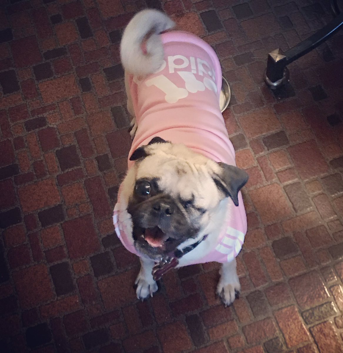 Chilling in my new Adidog sweatshirt- it's cold today!!! #prettiestoneeyedpugever #ThePittsburghGrumble