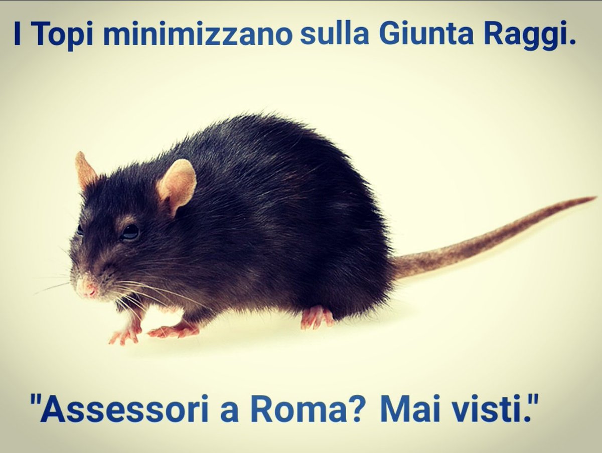 Fabio Piattoni tweet media