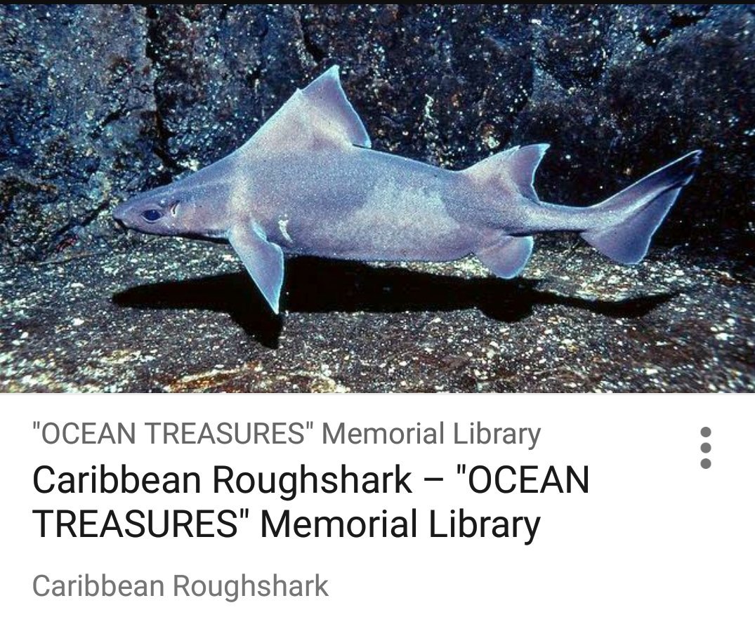 This week's featured shark species is the Caribbean Roughshark! They can reach 49 cm and are found in the Gulf of Mexico and Caribbean Sea.
