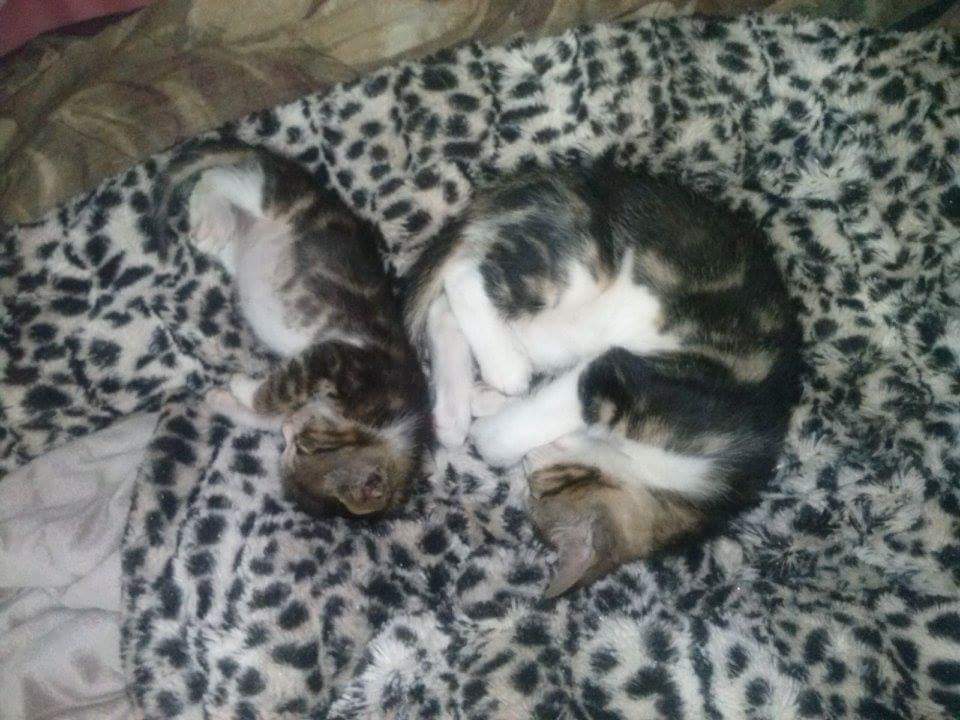 Two brothers from three years ago. Moustache on the left, Tater on the right.