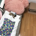 可愛いすぎて無理w専用の布団で寝ている猫が可愛すぎる!