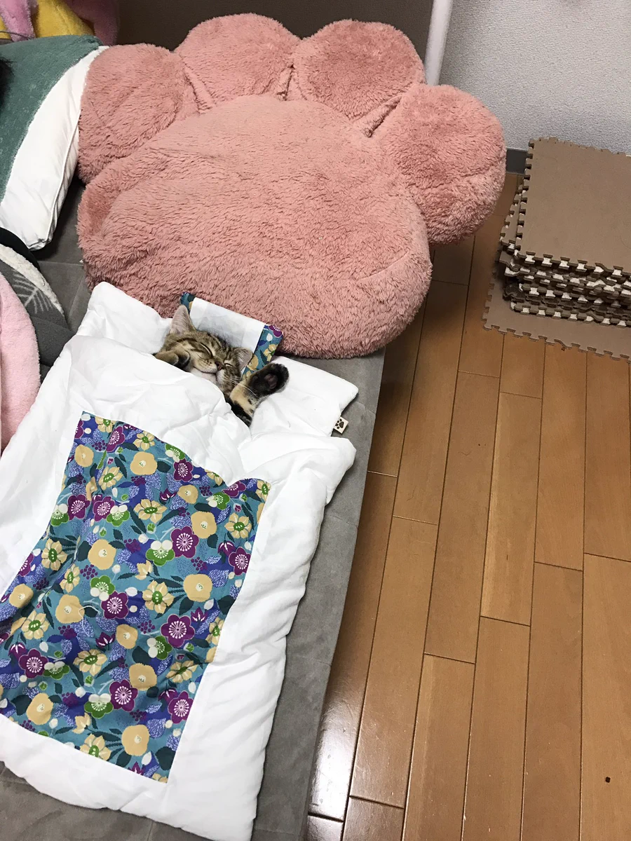 可愛いすぎて無理ｗｗ専用の布団で寝ている猫が可愛すぎるｗｗｗ