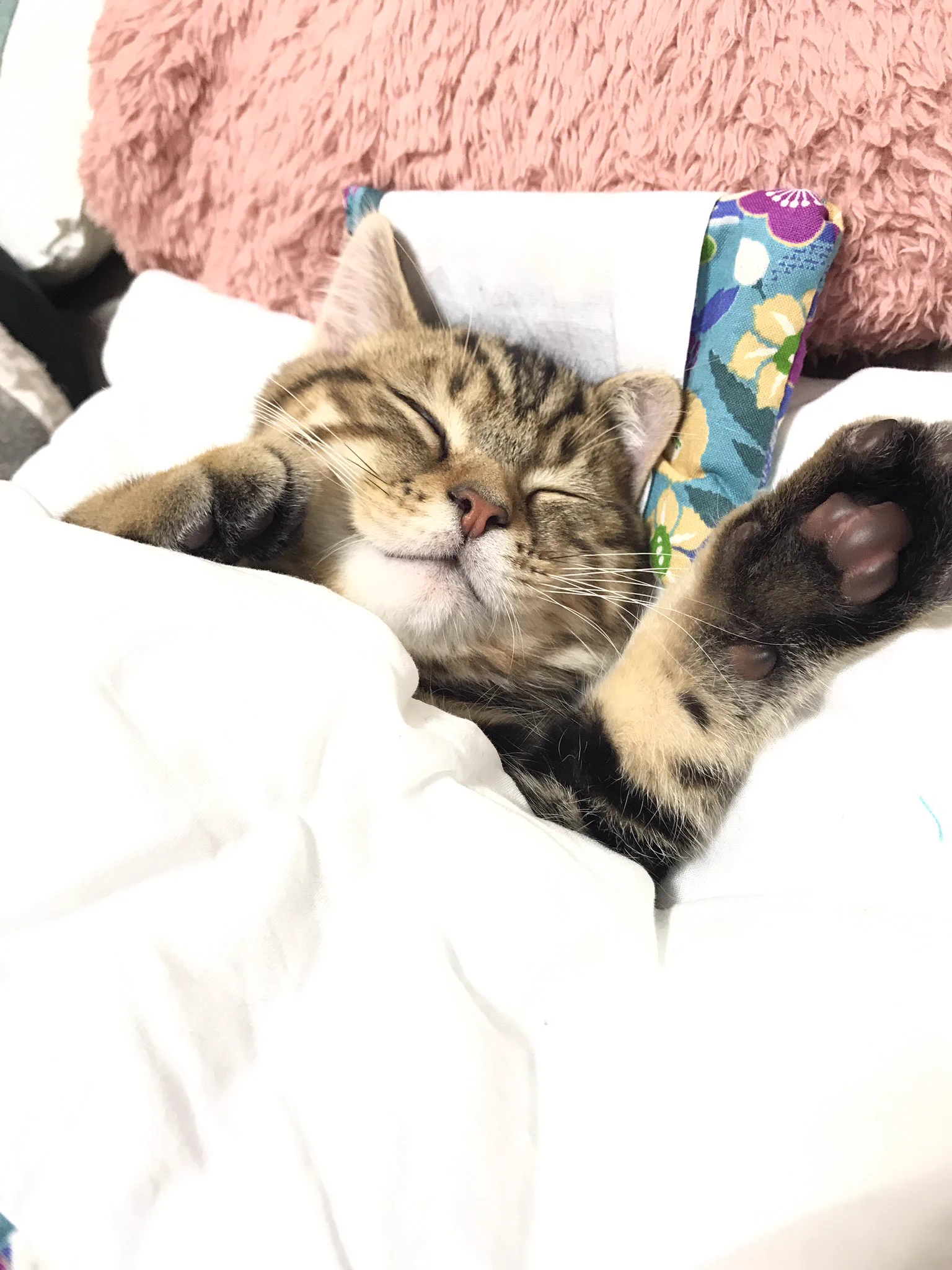 可愛いすぎて無理ｗｗ専用の布団で寝ている猫が可愛すぎるｗｗｗ