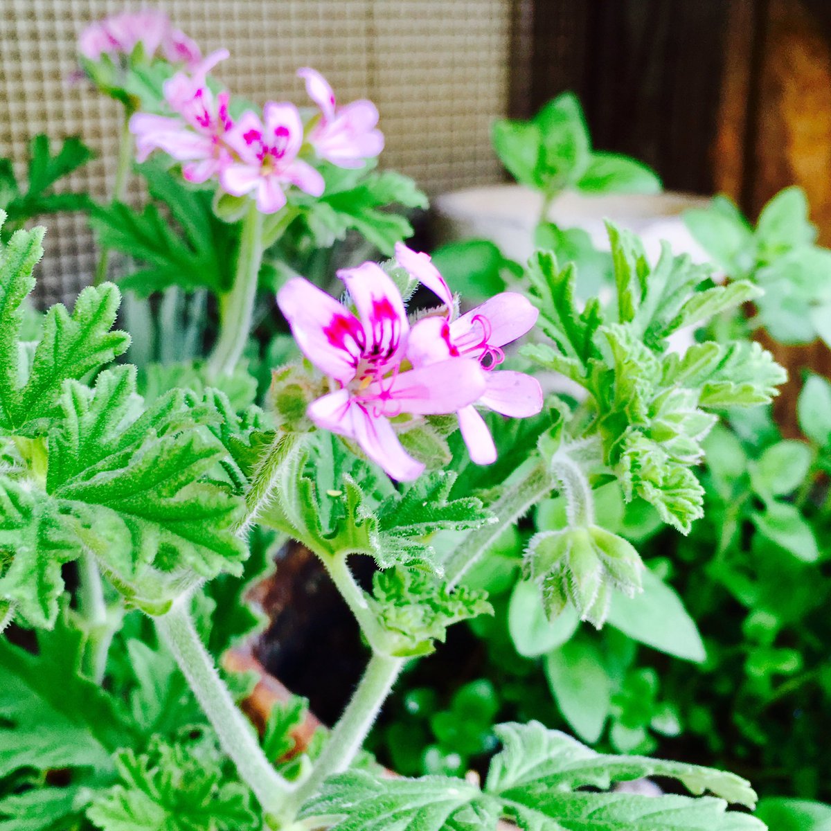 Twitter पर ハーブティーとハーブ焼き菓子 ハーブカフェsora ハーブカフェsora本日もオープンしております ご来店お待ちいたしております 写真はローズゼラニウムです バラの様な香りのするハーブ ものすごくいい香りがするのでつい何度も匂いを嗅い