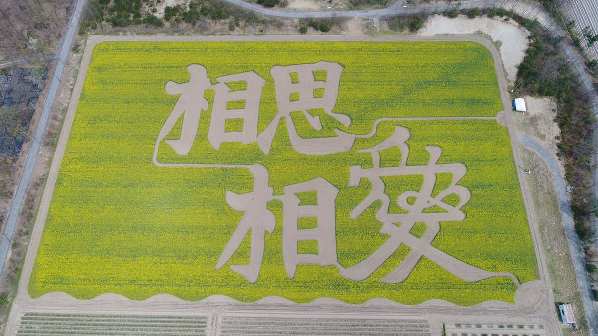 胎内市広報 チューリップフェスティバルの菜の花迷路が完成しました 今年の文字は 相思相愛 4月29日には 迷路出口に記念撮影用の空撮パネルを設置します 5月3 4日のヘリコプター遊覧飛行では 上空から自分で見ることもできます ぜひお越し下さい