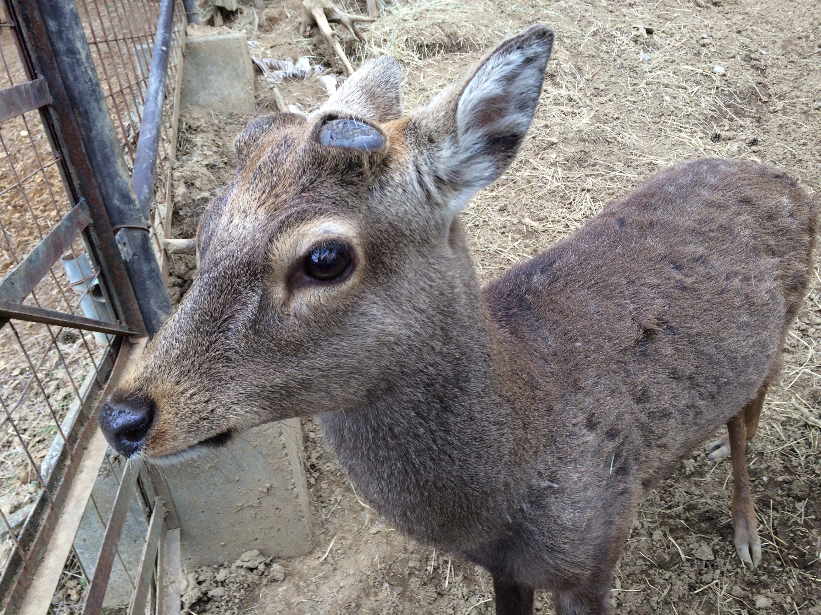 盛岡市動物公園 ZOOMO on X: 
