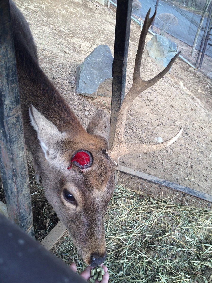 盛岡市動物公園 Zoomo Twitterissa 4月15日にニホンジカのオスの角が落ちました 左右の角 は同時に落ちるわけではないので 前日の夕方に貴重な1本角の写真が撮影できました この時は落ちたばかりで血が滲んでいますが 角に神経は通っていないので痛くはありません