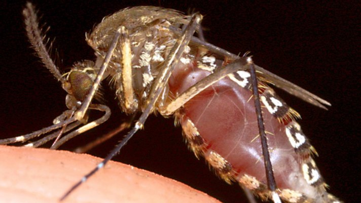 First malaria vaccine to be tested in Africa next year bit.ly/2oF5ssi https://t.co/sjMggiGLCb