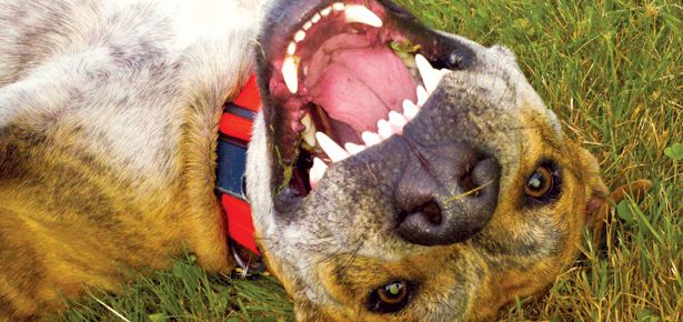TexasDogAbroad's tweet image. 8 Reasons You Should Get Your Dog&apos;s Teeth Cleaned buff.ly/2m6Falj