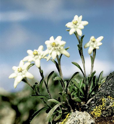 切ない花言葉 エーデルワイス アルプスに咲いている花 ドイツ語で エーデル を 高貴 ヴァイス を 白 と意味する 花言葉は 大切な思い出