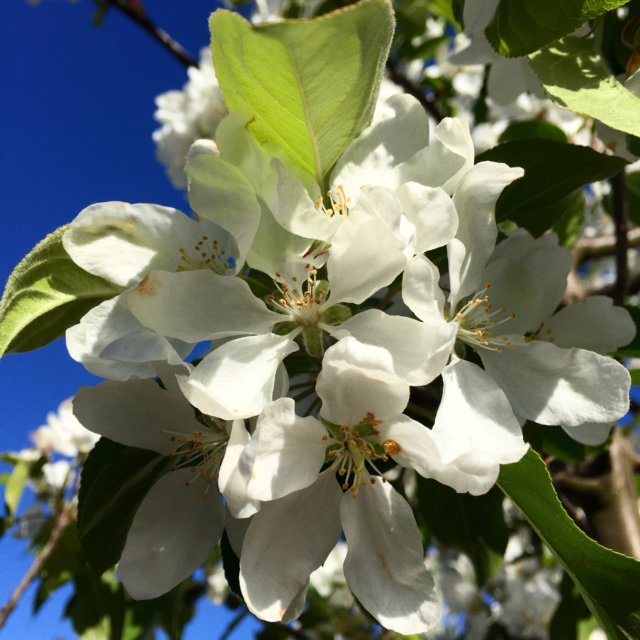 Barchamtrees's tweet photo. Malus John Downie 👌great pollinator for other apples and crabs make lovely jam, so I'm told! Never tried it, have you? #jam #crabs #sendjam https://t.co/v9eGjGZyvV