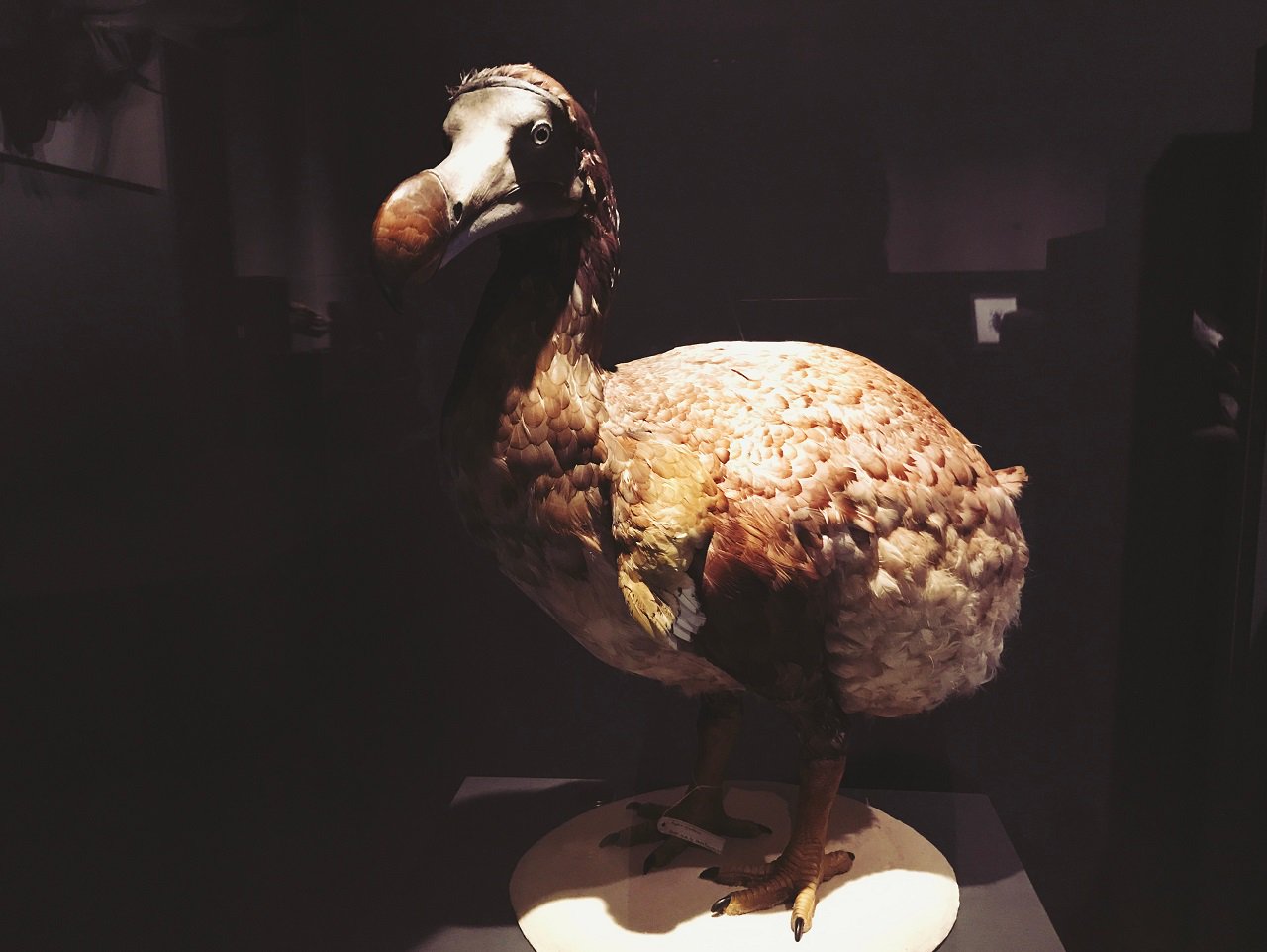 ロンドン自然史博物館ドードーのぬいぐるみ 自然史博物館お土産のガイドブック | Go City®