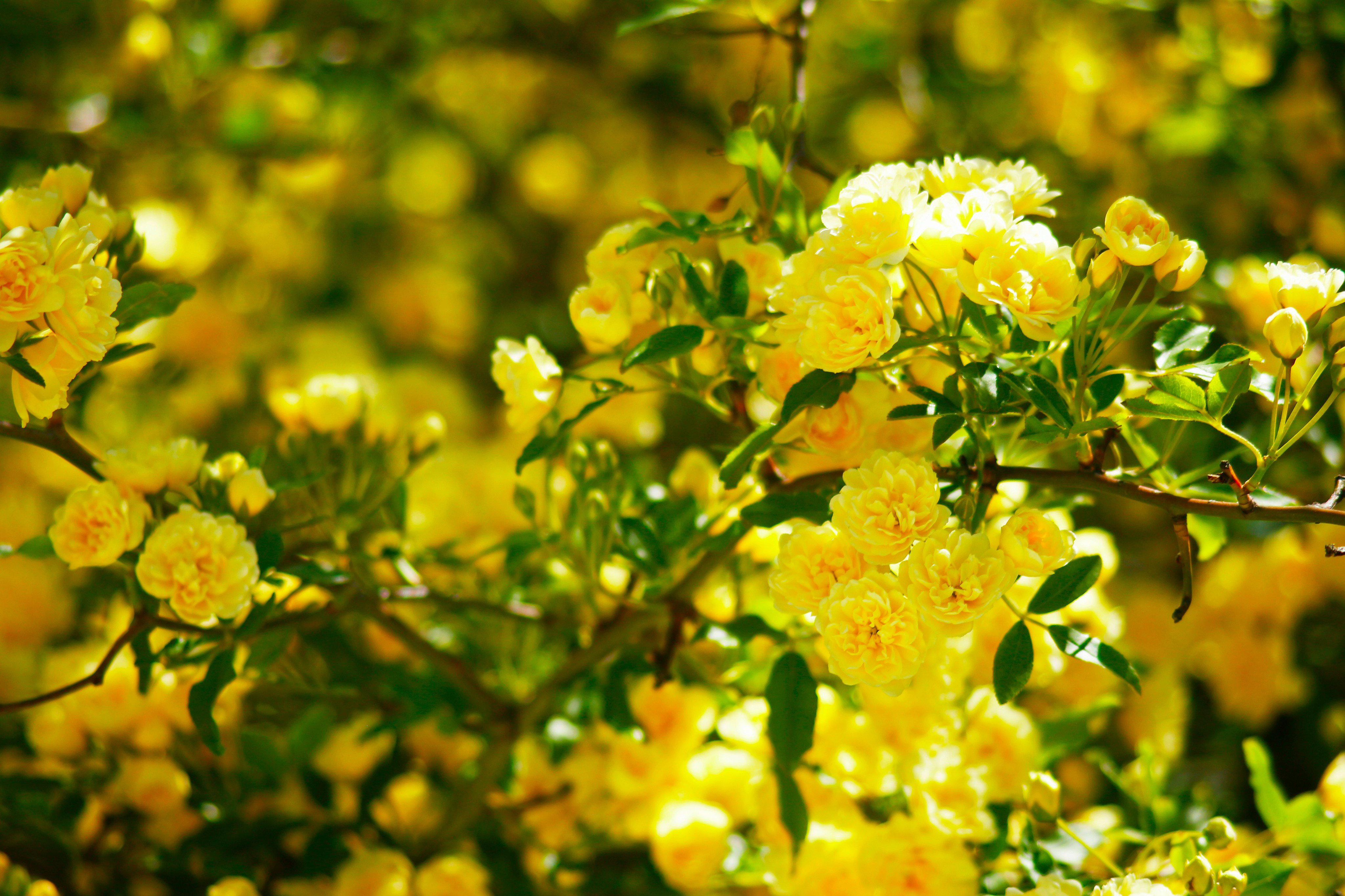 Twitter 上的 はな言葉 葉菜桜花子 新作ドレスできました モッコウバラ 木香薔薇 の黄色が春らしく美しかったので思わず写真を撮りました 花言葉は 初恋 幼い頃の幸せな時間 T Co Oscpy8kgeb Twitter