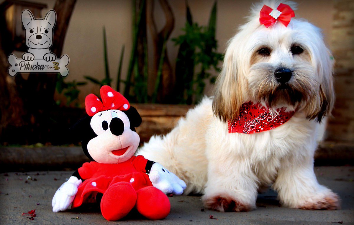 MassoniWM's tweet image. #dogpitucha ❤🐶🐾#doglove #doginstagram #dogs #love