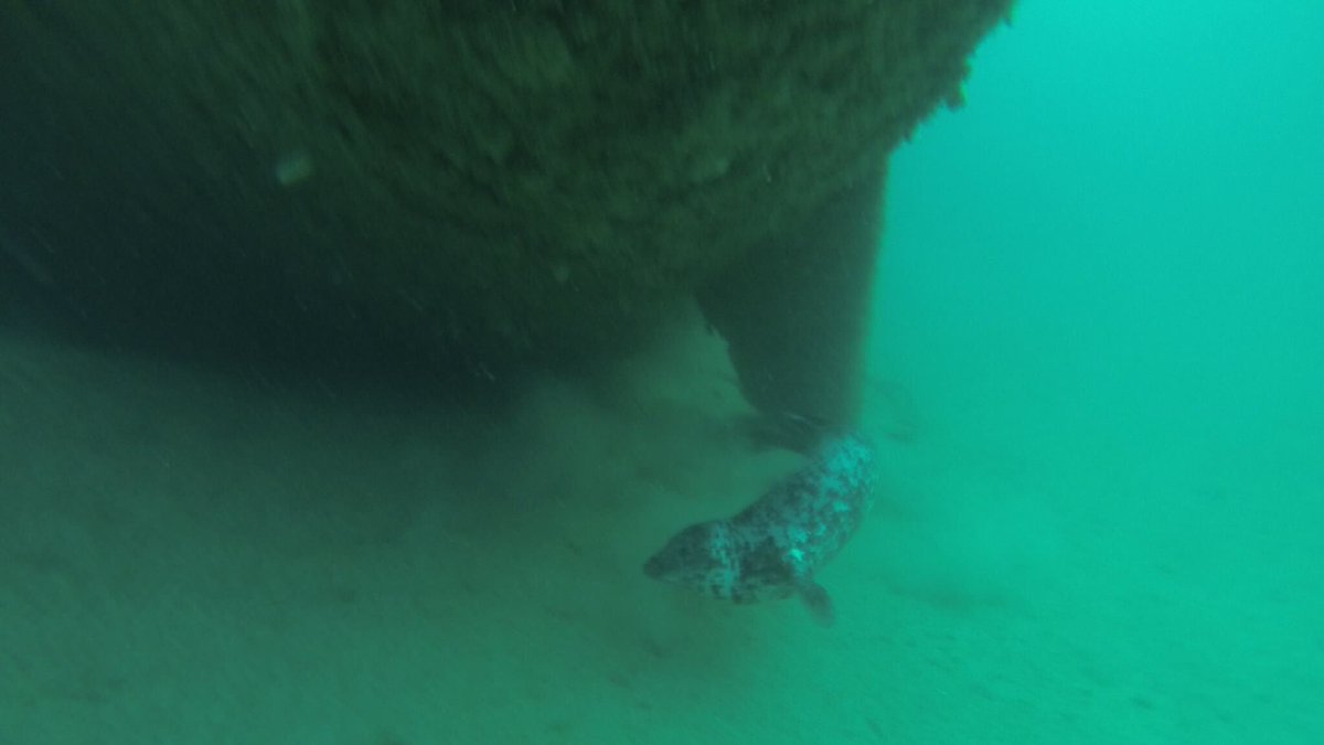 JustRustScuba's tweet image. #DiveLog 24/4/2017 with #Skindeep out of #Portland #WreckDiving #SS_Cragside and #Enecuri with Sidney the seal. poobah.uk/2p8cJTu