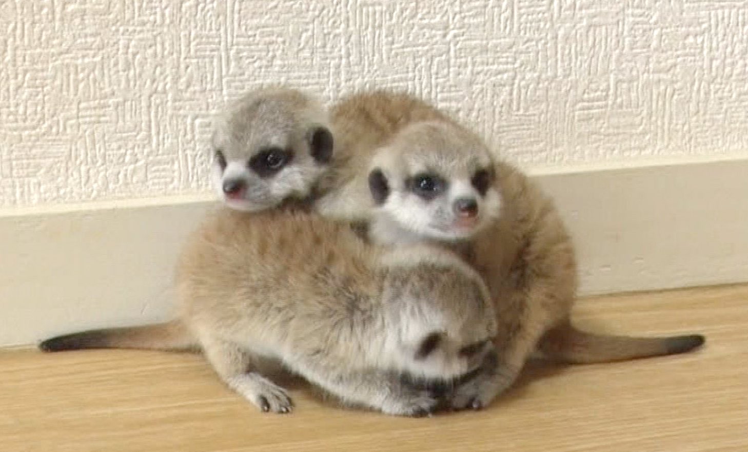 生き物にサンキュー こちらは団子状態のミーアキャットの赤ちゃんです この子たちも明日登場します 超意外なペットに密着です ミーアキャット 生き物にサンキュー Tbs T Co Juszdzbudt Twitter