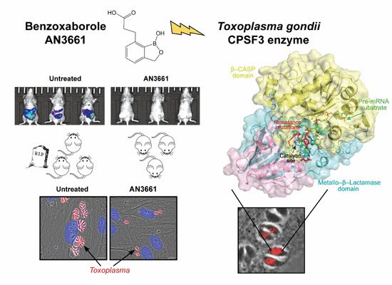 Endonuclease CPSF3 inhibition against Toxoplasma & related #malaria-causing parasites #OpenAccess #WorldMalariaDay embomolmed.embopress.org/content/9/3/385