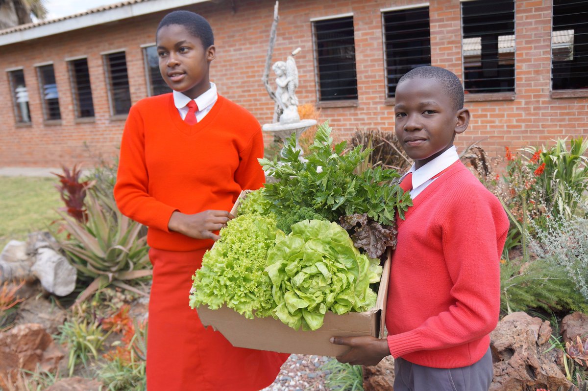 Never too young to build #foodsovereignty Zimbabwe's schools put #permaculture into practice ileia.org/2017/04/18/we-…