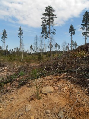 Viikon termi #metsänuudistaminen. Uudistamisen tavoitteena on monimuotoinen, elinvoimainen ja tuottava #metsä. metsa.fi/termit