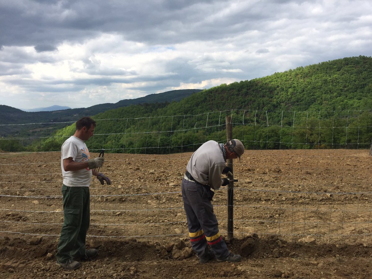 New plants New #vineyard <a href="/TenutaLaNovella/">Tenuta La Novella</a> 'Valle'  #sangiovese we think available our shop from 2024 🤔😅